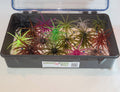 Lurchin' Urchin Vault - Waterproof